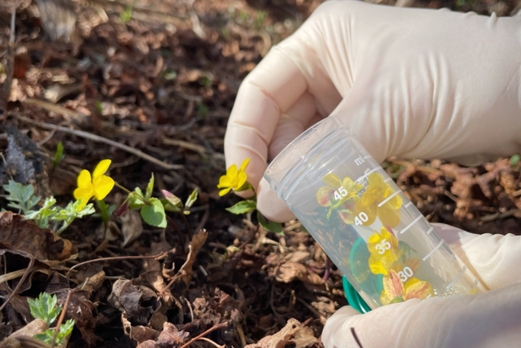 바이오크래프트는 지리산 야생화에서 채취한 균주를 이용해 효모를 개발하기 위해 연구중이다.