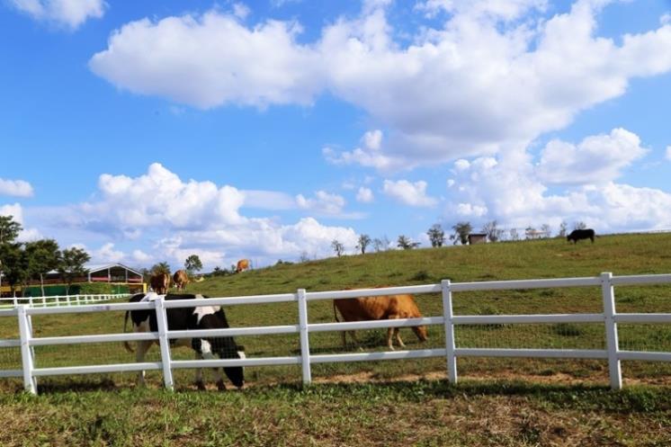 안성팜랜드 @nhasfarmland