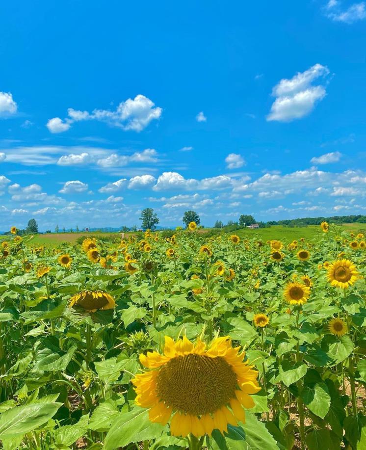 안성팜랜드 @im.__.th