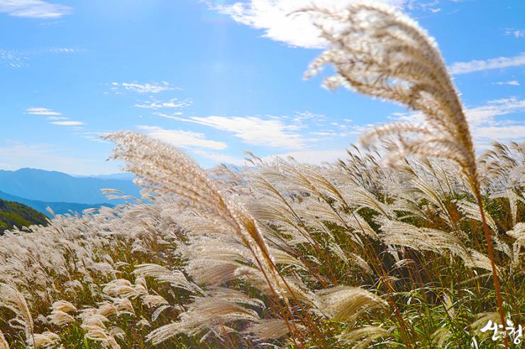 ⓒ산청군청 공식블로그