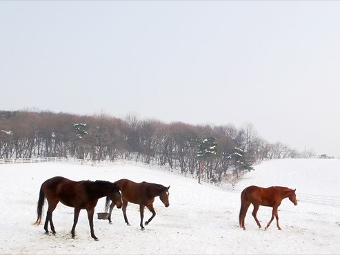 ⓒ한국관광공사