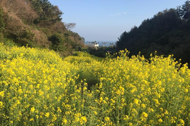 ⓒ비짓제주