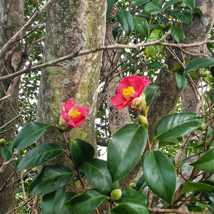 네이버 지식백과