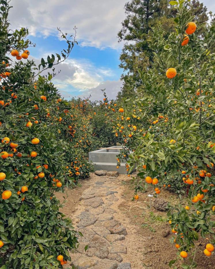 귤림동화 @_danie_e