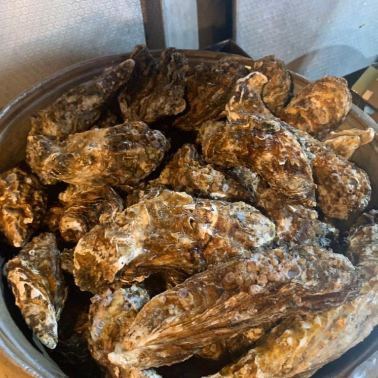 또왔네굴수산