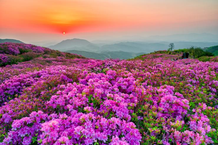 ⓒ황매산 군립공원 공식사이트