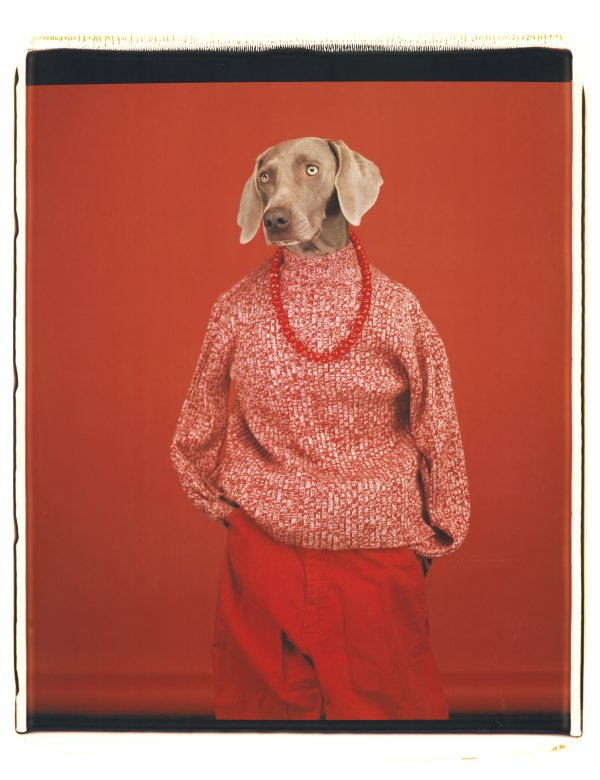캐주얼, 2002 ⓒWilliam Wegman / (주)이엔에이파트너스 제공