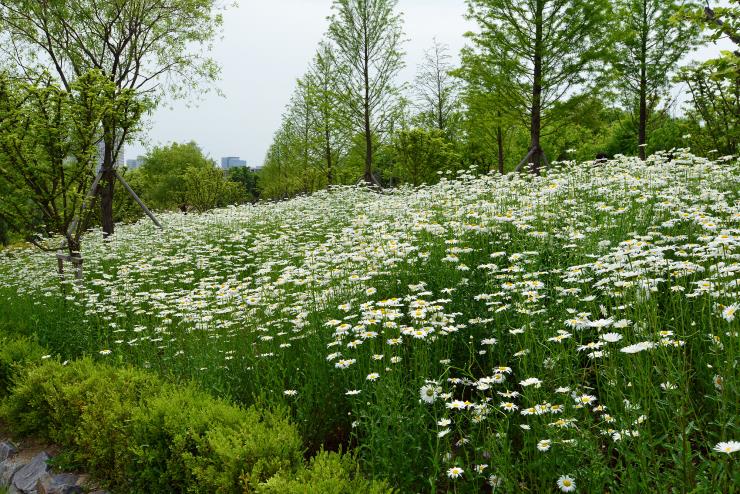 사진출처 한밭수목원
