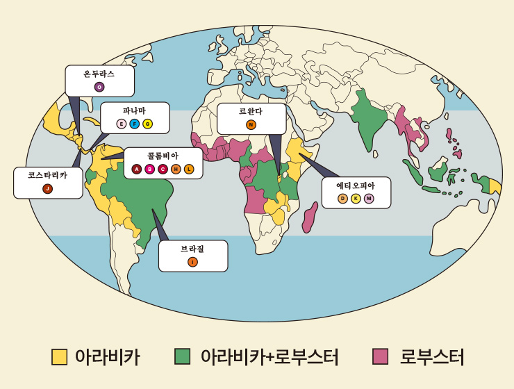 커피의 생산 지역은 북위 18도에서 남위 18도 사이 약 60개국에 걸쳐 있다. 향미가 좋은 아라비카 계열은 에티오피아, 콜롬비아, 브라질, 코스타리카, 과테말라, 파나마 등지에서, 인스턴트 커피 제조에 쓰이는 로부스터 계열을 베트남, 인도네시아 등지에서 주로 재배한다.