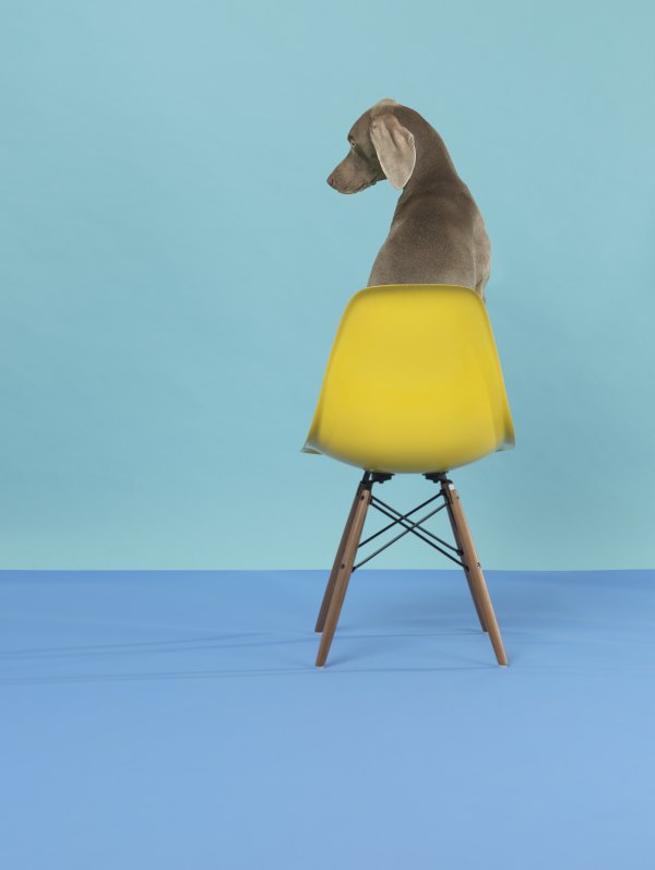 오션뷰(Ocean View, 2015) [ⓒ William Wegman] / (주)이엔에이파트너스 제공